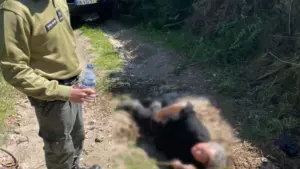 Une femme âgée retrouvée à Braga après une "chute grave" dans une zone forestière éloignée.