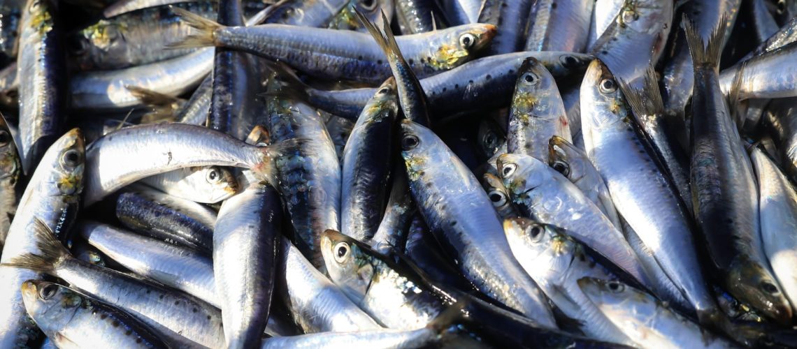 29e Festival de la Sardine de Portimão attend plus de 130 000 visiteurs