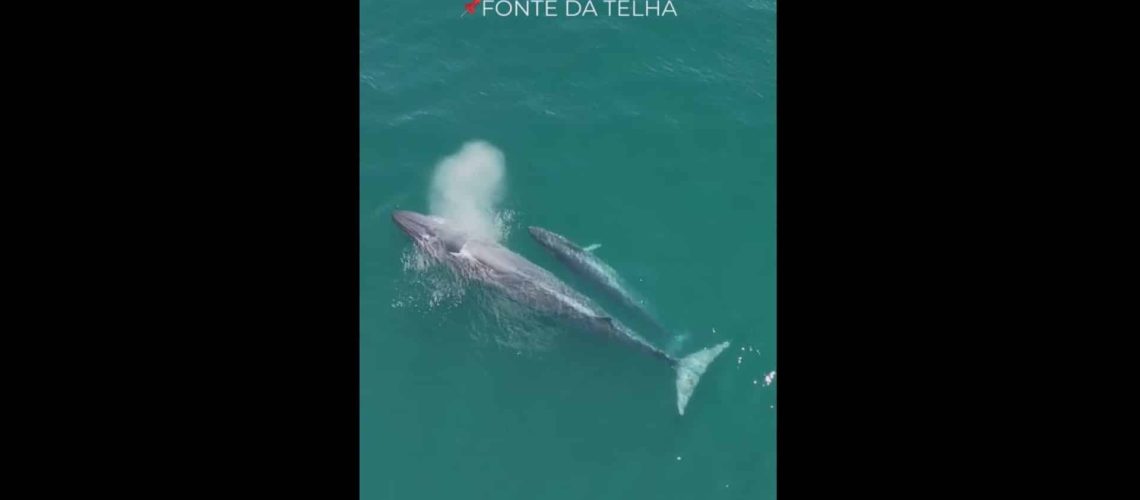Baleines de Bryde aperçues au large de la Costa da Caparica. Voici les images.