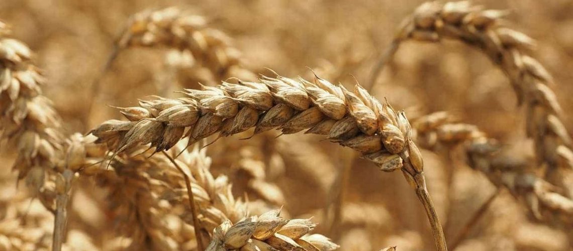 Céréales d'automne/hiver avec une bonne productivité mais des marges faibles.