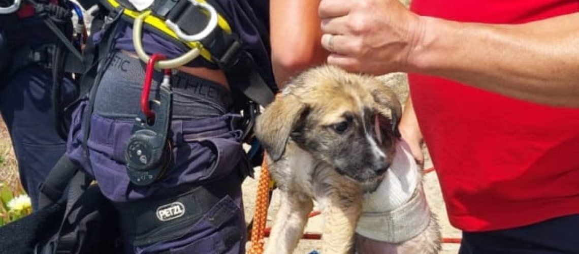 Chien secouru du bulbe d'étrave d'un navire amarré au port d'Aveiro