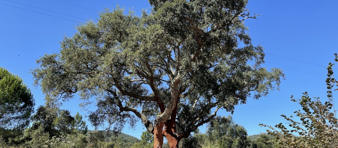 cork oak in Portugal