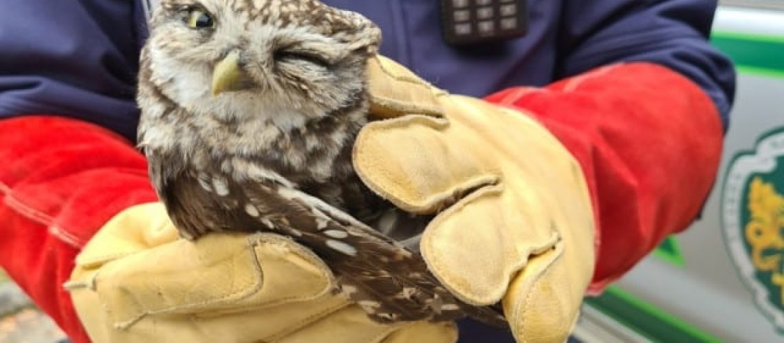 Des poussins auxquels il a remercié avec un clin d'œil : un autre hibou secouru.