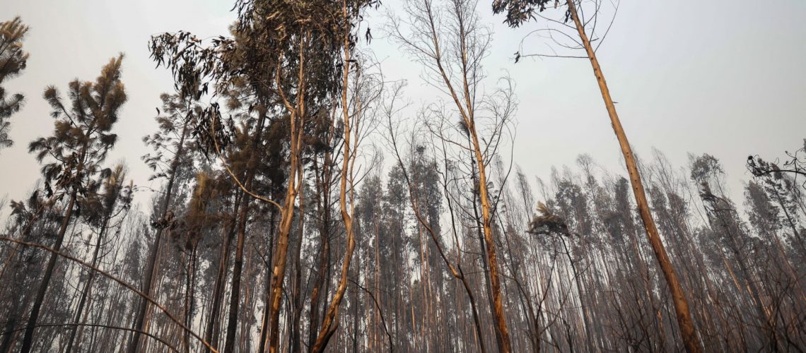 "Favorável". Incendie à Sabrosa avec un front et 80 % du périmètre maîtrisé