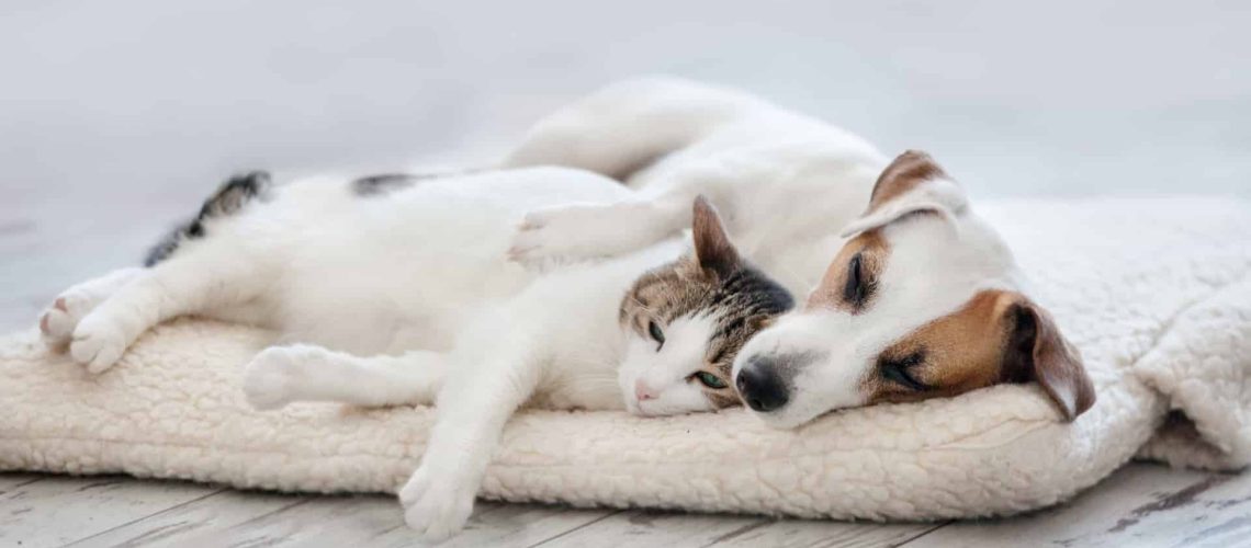 FMUP étudie la fatigue de compassion chez les soignants informels d'animaux errants.