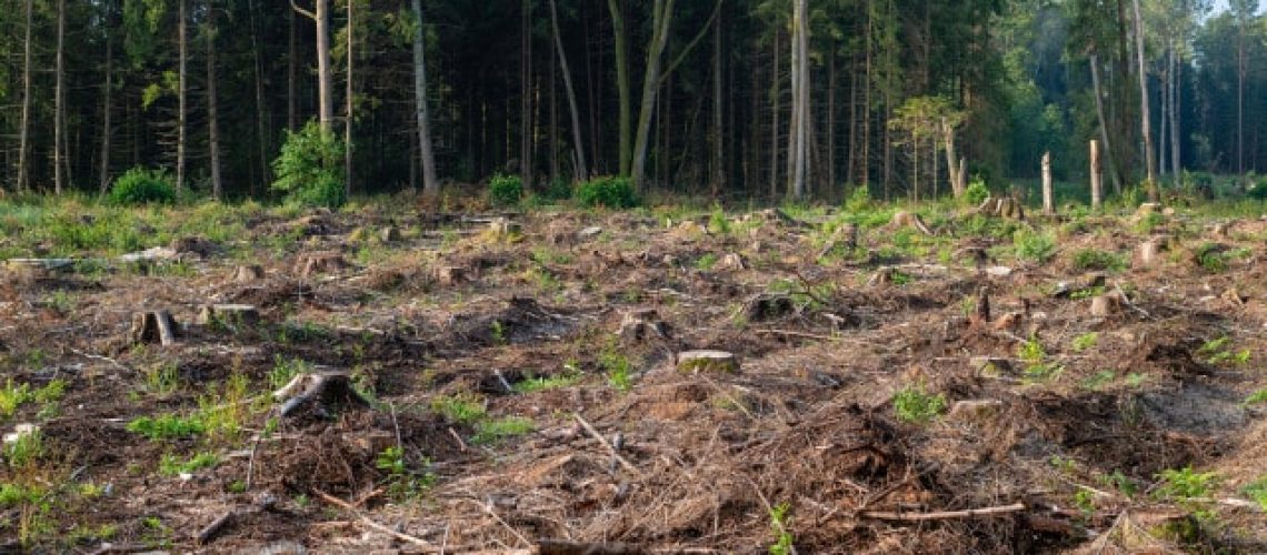 Il y a un soutien (jusqu'à 800€ par hectare) pour aider au nettoyage des terrains.