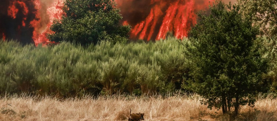 Incendie dans la commune de Covilhã devrait être maîtrisé lundi.
