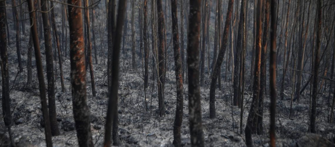 Incendie de forêt à Arouca maîtrisé et en phase de refroidissement.