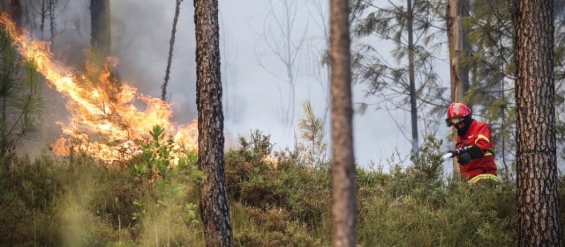 IRA sauve des flammes des centaines d'animaux en six jours au Portugal.