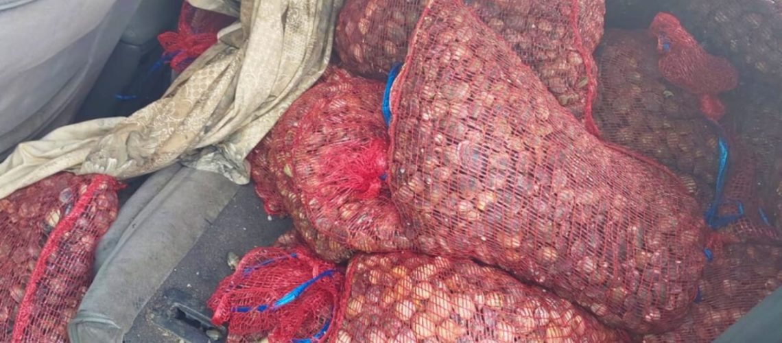 La GNR saisit plus de 200 kilos d'huître japonaise à Alcochete.