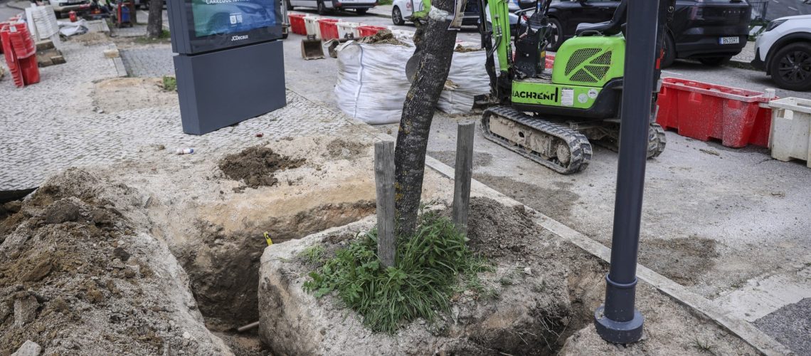 La mairie de Lisbonne a commencé à planter des jacarandas, mais la contestation persiste.
