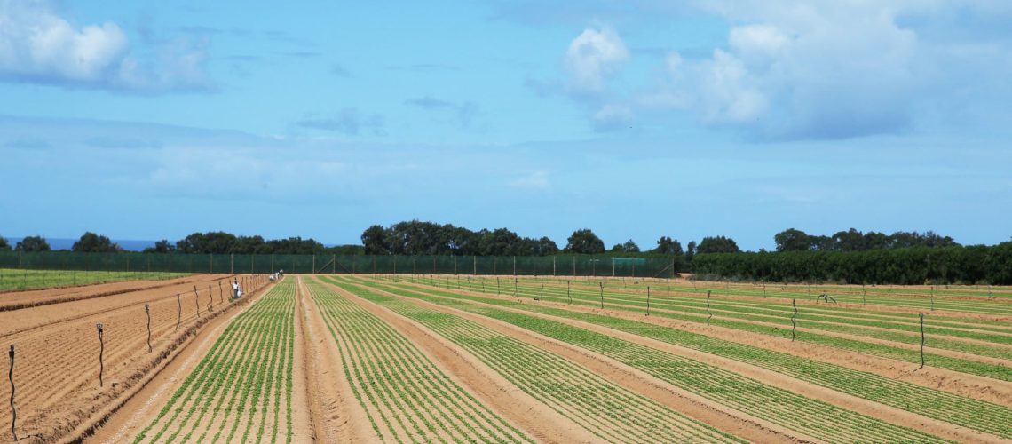 La municipalité de Ferreira do Alentejo préoccupée par les vols dans les champs agricoles.
