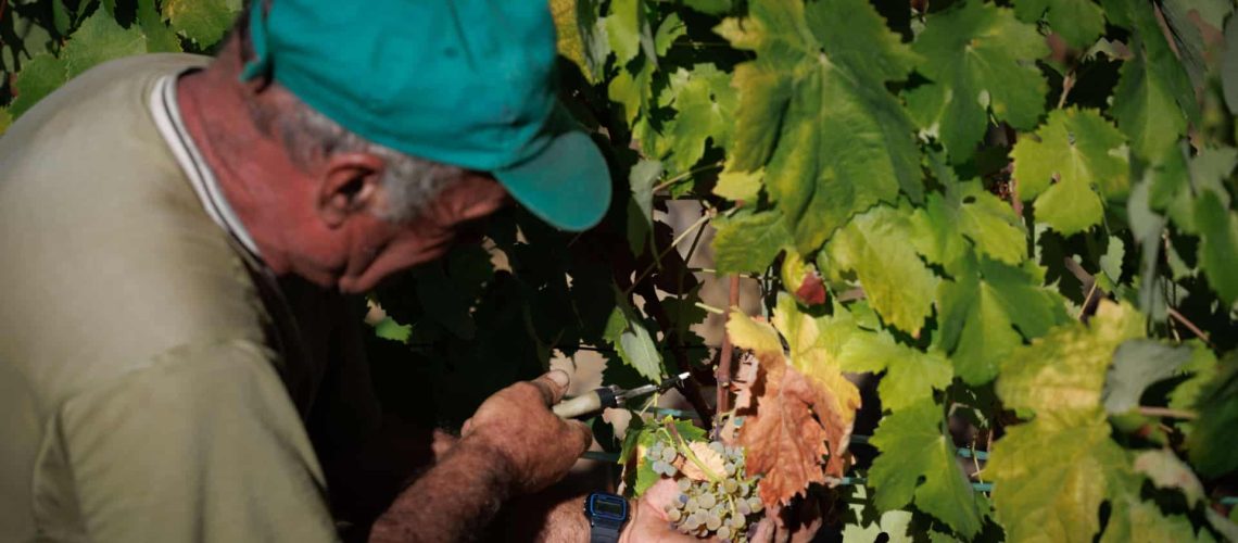 La production de vin dans le Douro pourrait diminuer de 20 % lors de cette vendange.
