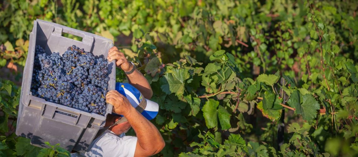 La production de vin devrait chuter de 11 % lors de la campagne 2025/2026.