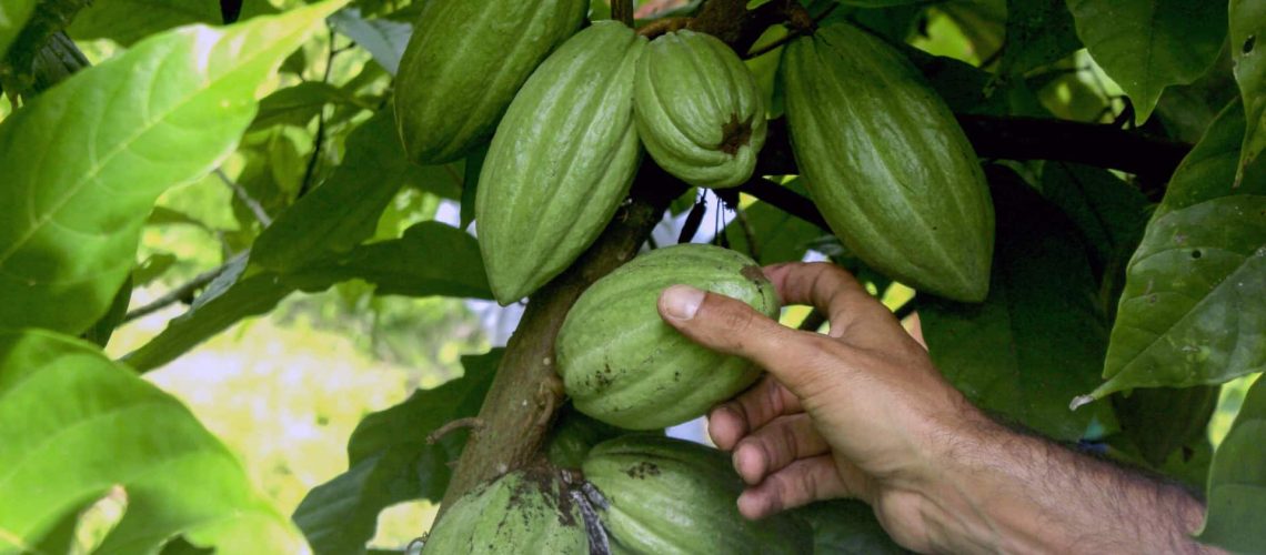 L'Angola signe un accord avec une entreprise chinoise pour un investissement agricole.