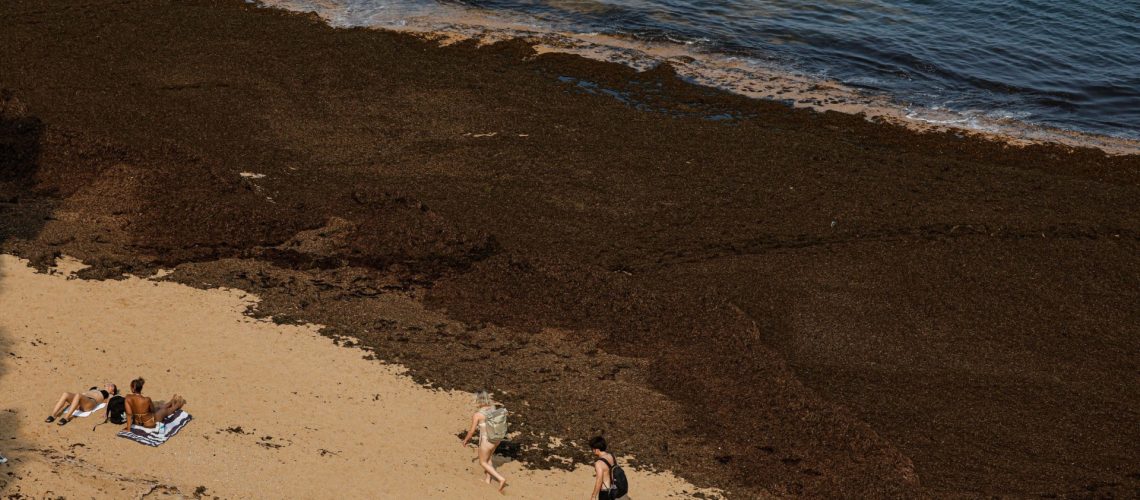Le gouvernement définit une stratégie pour contrôler l'algue invasive asiatique sur le littoral.