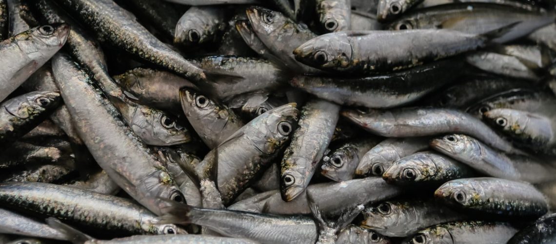 Le Portugal reçoit le label bleu pour la pêche à la sardine.