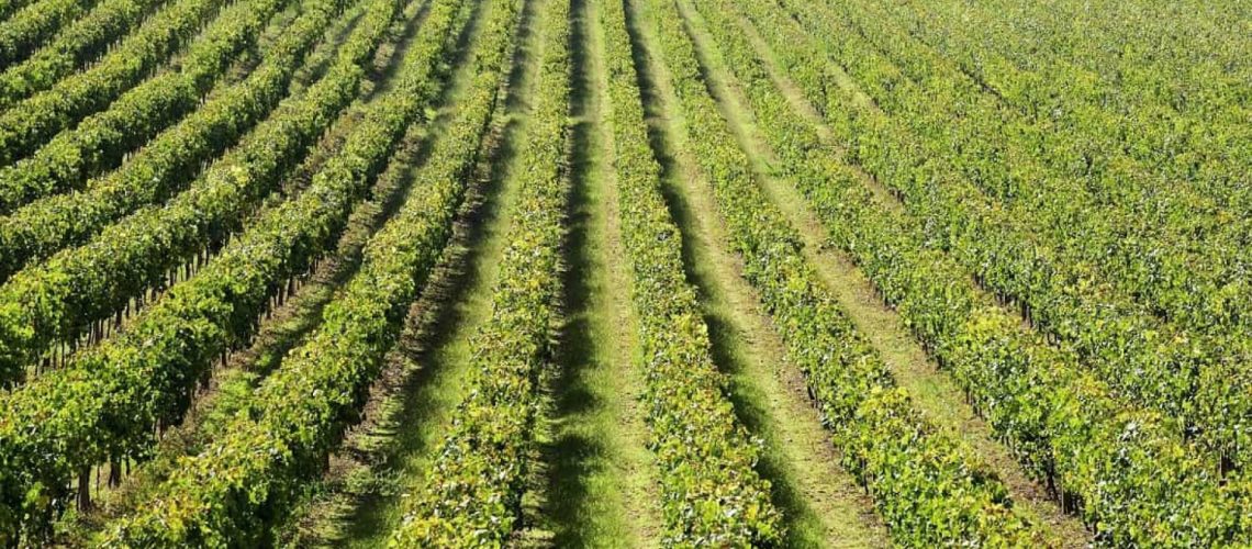 Les exportations de vin reculent de 0,48 % à 454,2 millions au 1er semestre.