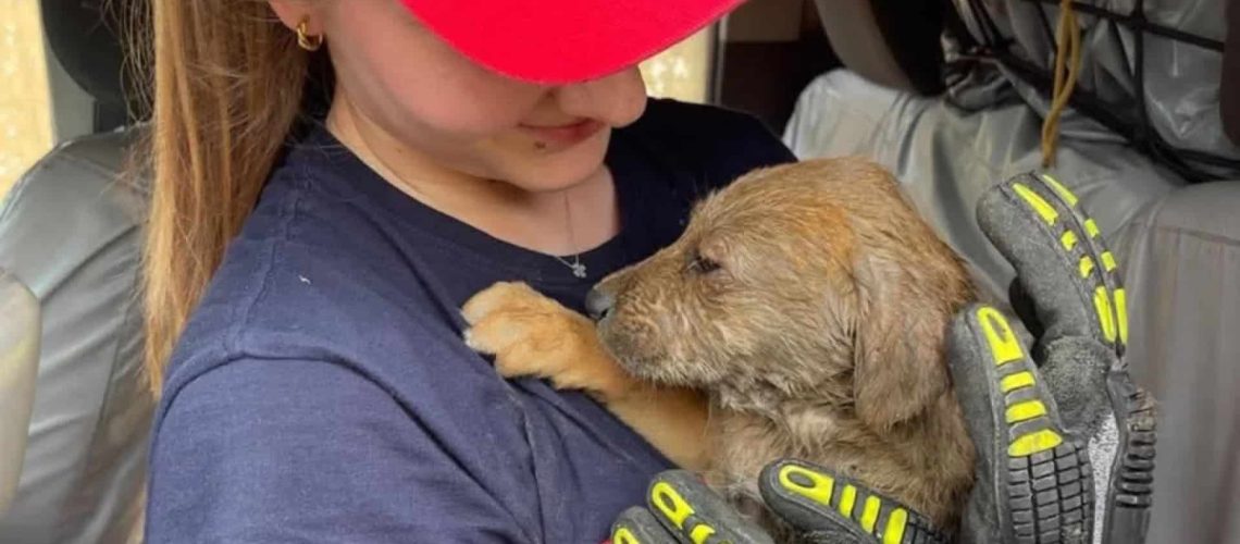 Les pompiers de Matosinhos-Leça sauvent un "chiot coincé dans une conduite d'eau".