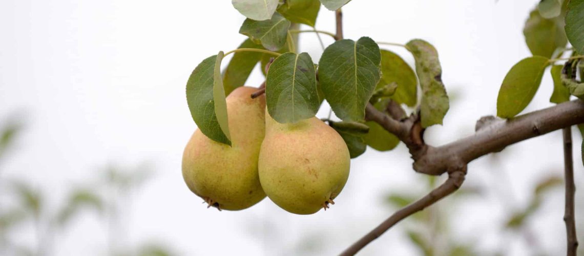 Les producteurs de poires Rocha de l'Ouest estiment une récolte similaire à celle de 2024.