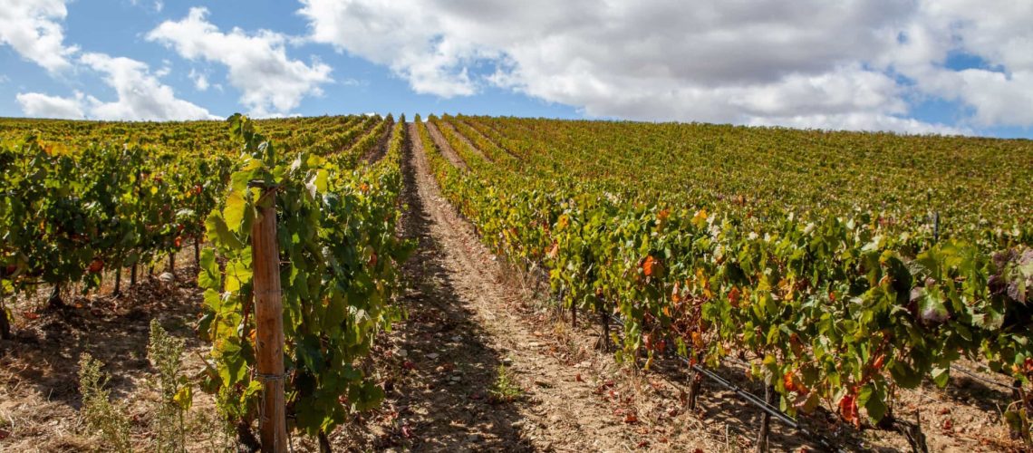 Les viticulteurs du Douro se mobilisent pour lutter. La situation "est préoccupante".