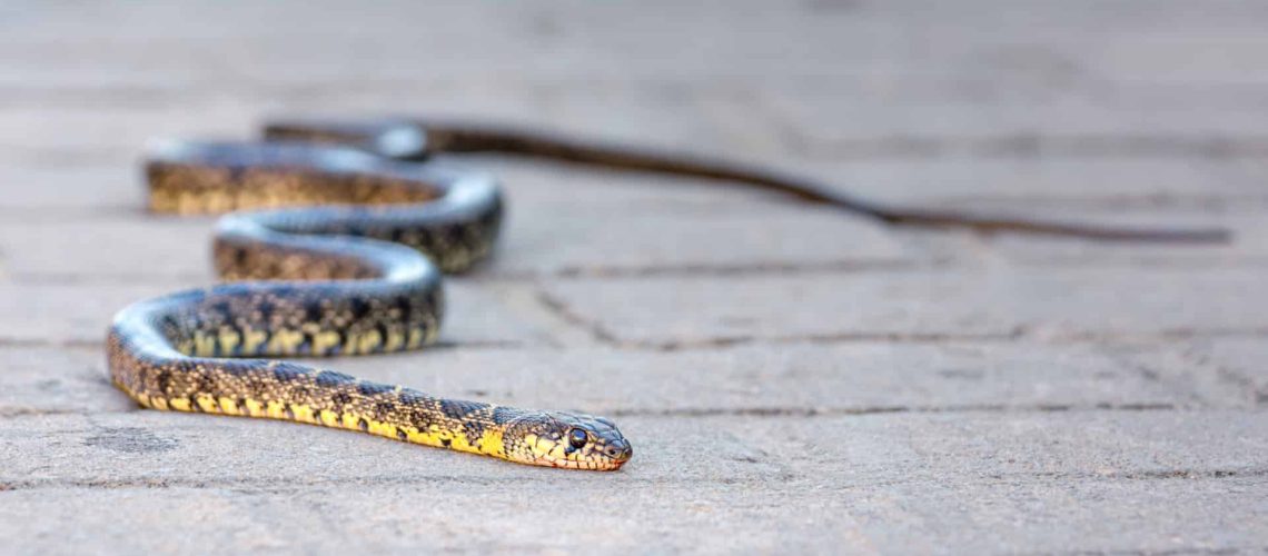 Mais des serpents en ville ? "Les phénomènes sont cycliques et conditionnés par le climat"