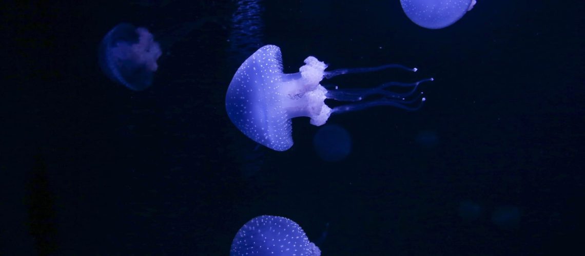 Oceanário de Lisboa défend la littératie océanique dans le cours de Citoyenneté.