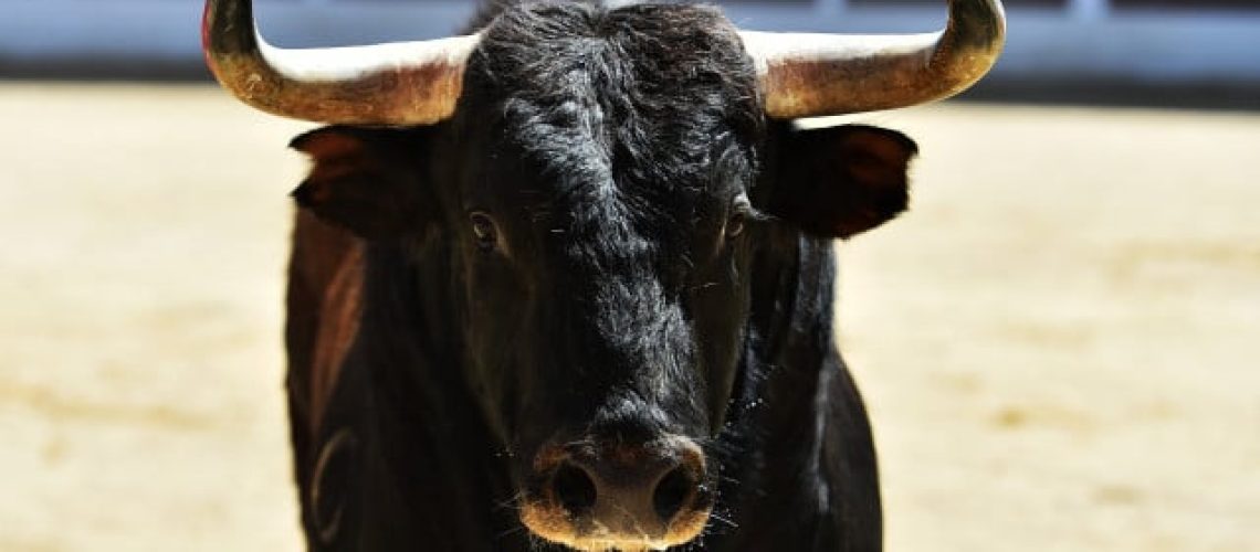 Processus de contravention instauré pour la mort d'un taureau à Terceira