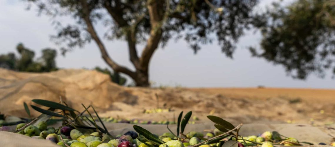 Production d'huile d'olive en 2024 avec la 2ème campagne la plus productive de tous les temps