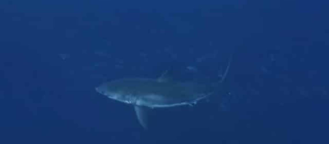 Requin aperçu sur la plage de Foz do Arelho. "Il n'y a pas de raison de s'alarmer"