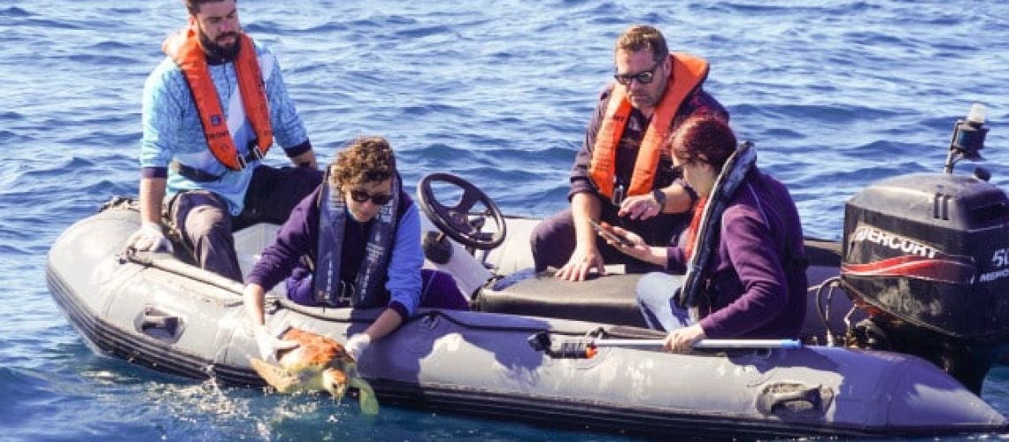 Tortue retournée à l'océan après avoir récupéré d'une "ingestion de plastiques"