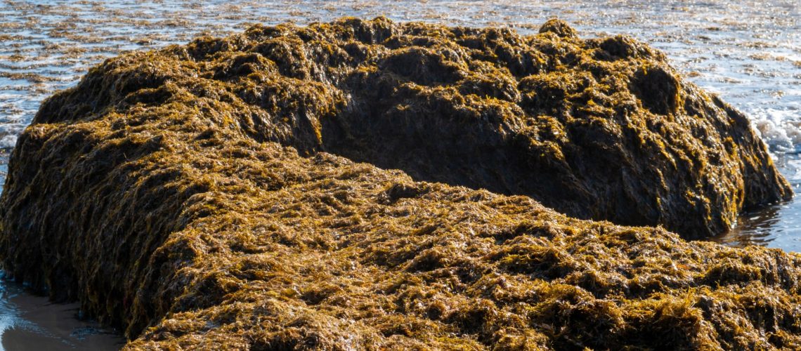 Une macroalgue envahissante pourrait être un "problème grave" pour le tourisme en Algarve.